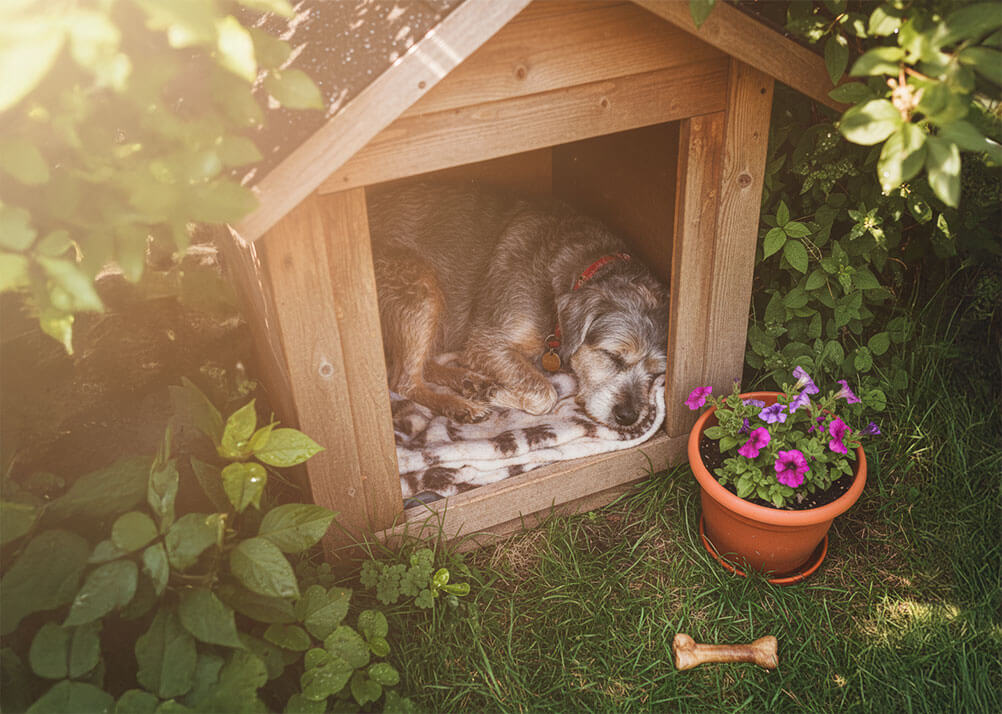 Un chien à poil gris et marron, portant un collier rouge, dort profondément à l'intérieur d'une niche en bois claire. Il est allongé sur une couverture blanche et douillette. La niche est entourée de végétation verte luxuriante. Au premier plan à droite, un pot en terre cuite contient des fleurs pourpres. Un os en forme de friandise se trouve dans l'herbe devant la niche, sous une lumière chaude et filtrée.