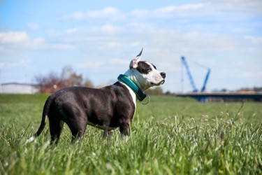 Boutique vetement amstaff clearance