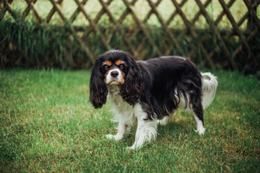 King charles spa new arrivals
