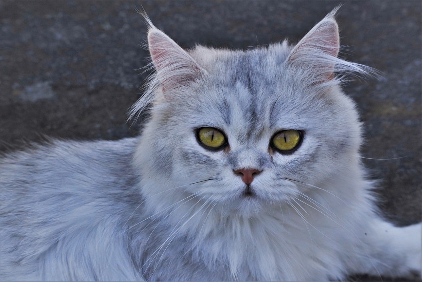 Adopter un Persan