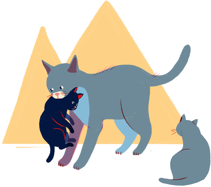 Pour une chatte, une première portée est nécessaire à son bien-être.