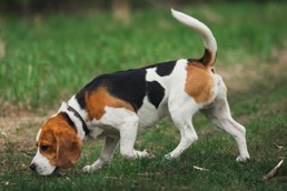 Adopter un chien