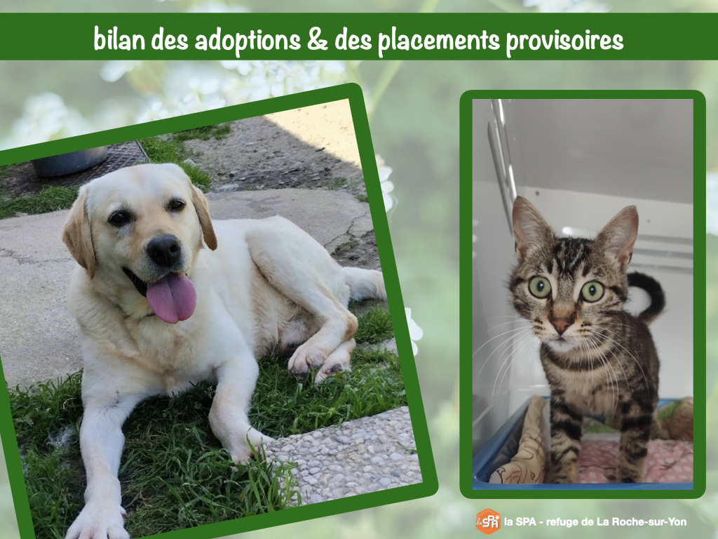 BILAN DES ADOPTIONS & DES PLACEMENTS PROVISOIRES