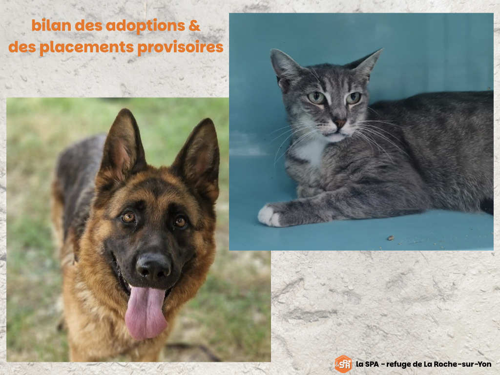 BILAN DES ADOPTIONS & DES PLACEMENTS PROVISOIRES