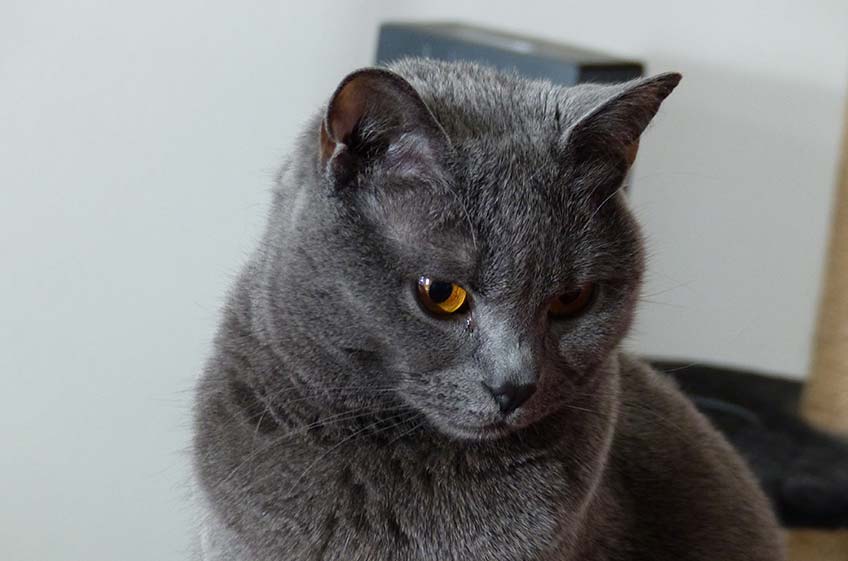 Peluche chat chartreux clearance