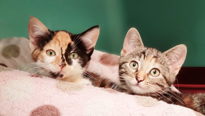 Les chatons