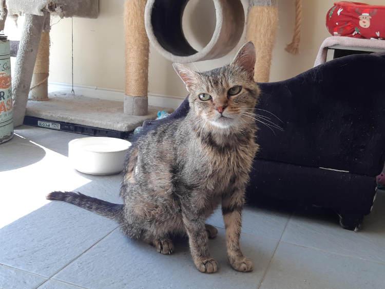 Nos chats éligibles Famille d'Accueil Définitive
