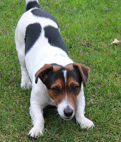 Jack Russell Terrier