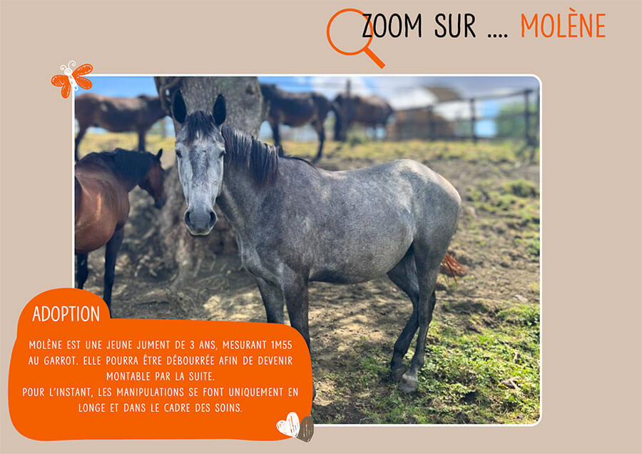 Spa 73 Grand Refuge SPA de Pervenchères – 61 – Orne – Adoption