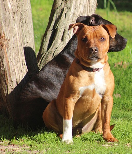 Staffie spa outlet