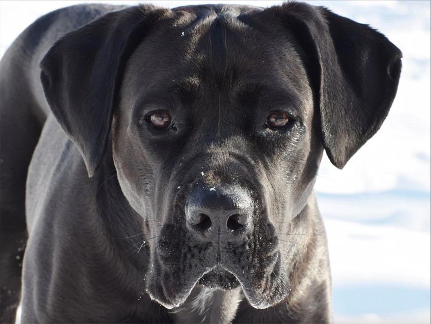 Cane corso shop tempérament