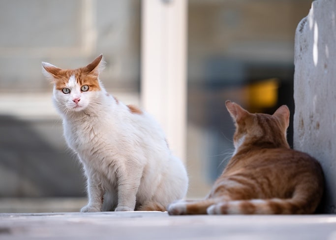 Les campagnes de stérilisation des chats errants
