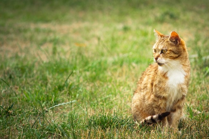 Les aides aux associations de protection animale œuvrant en faveur des chats errants