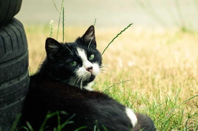Stérilisation des chats errants