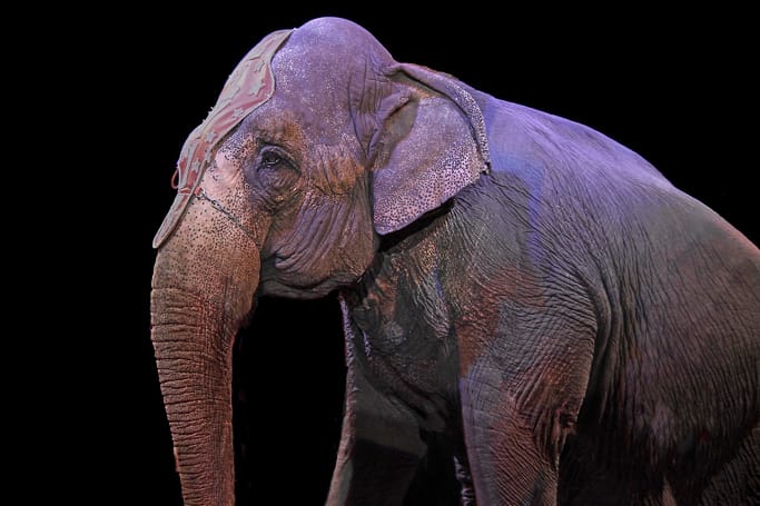 Le combat contre les divertissements employant les animaux