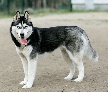 Adopter un Husky