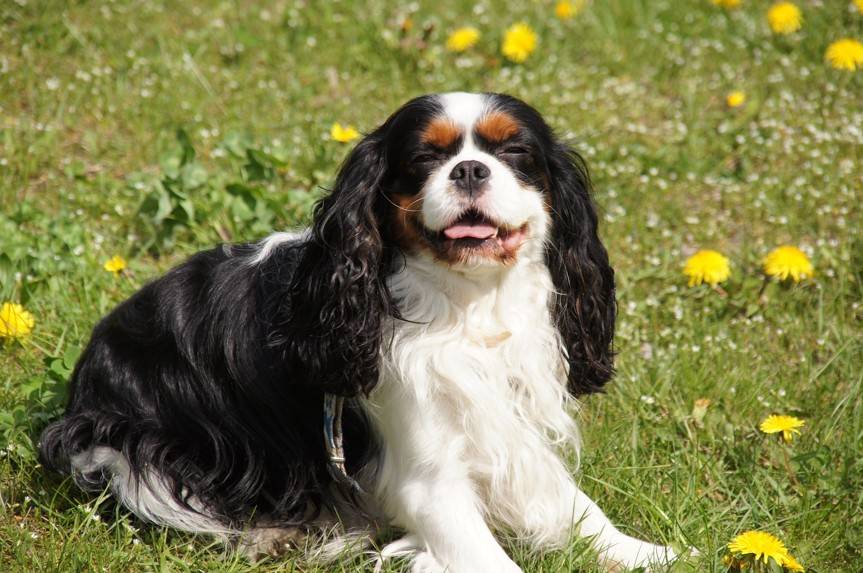 King charles hot sale spa
