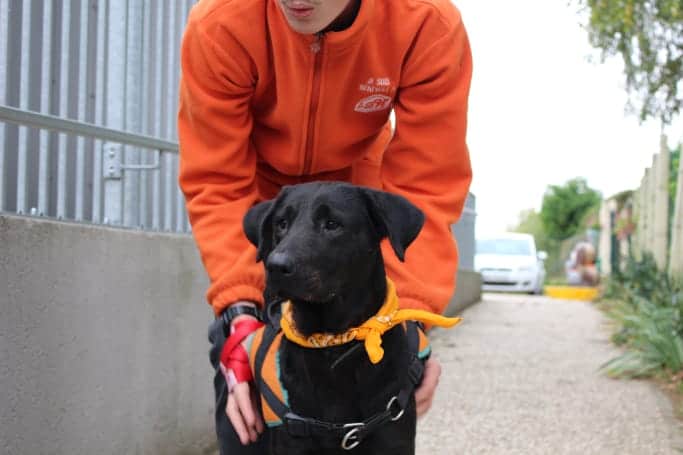Une mission pour valoriser les espaces de vie des chiens en refuges