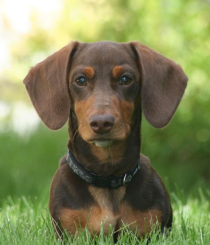 Teckels rehoming best sale