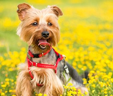 Adopter un Yorkshire
