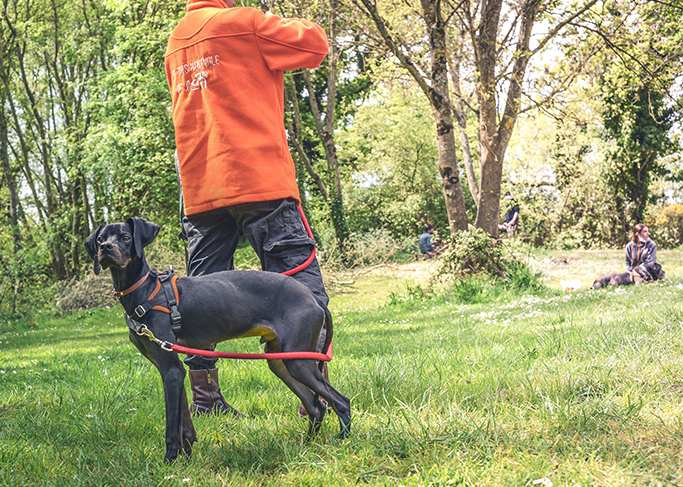 Une mission pour mettre en avant les animaux à l’adoption