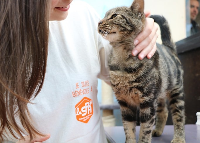 Une mission pour les amoureux des chats