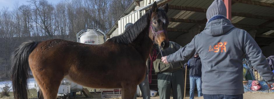 Focus sur la maltraitance des chevaux