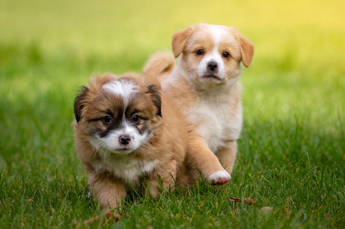 Les chiots