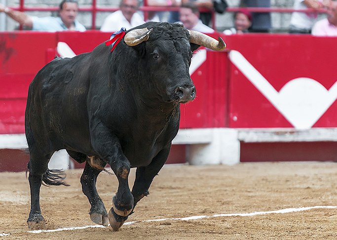 Le combat contre la corrida