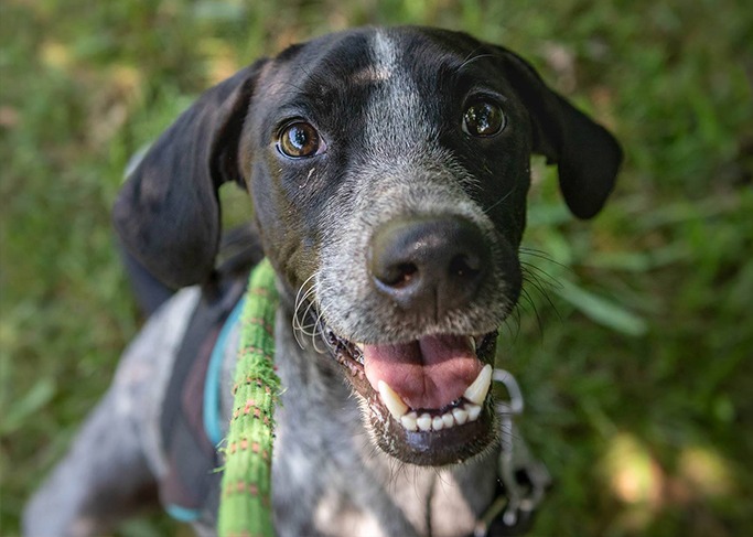 Les chiens et leurs races