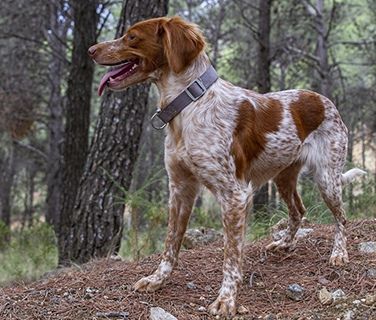 Authentique petshop chien epagneul / spaniel dog #2570 #2569
