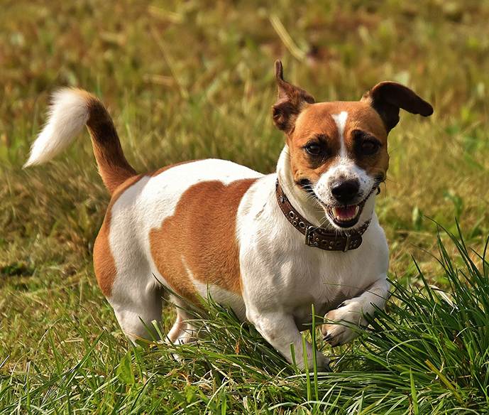 Jack Russel Terrier caractère, éducation et conditions de vie