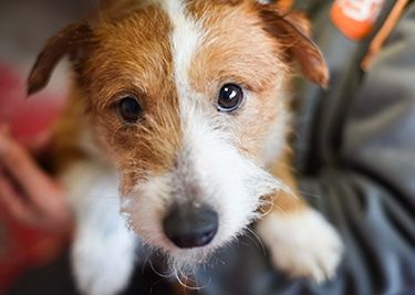 animaux travaillant en équipe