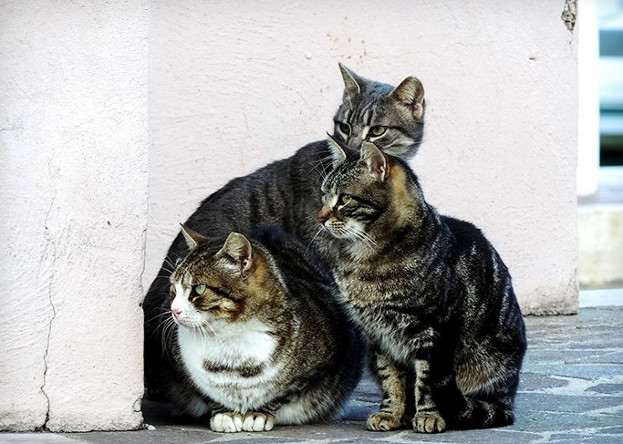 Agir en faveur des chats errants
