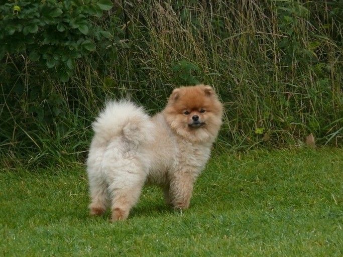 Le Spitz Nain tout savoir sur ce petit chien adorable l La SPA