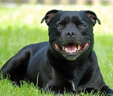 Staffie spa hotsell