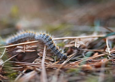 Printemps : quelques précautions à prendre pour nos animaux !
