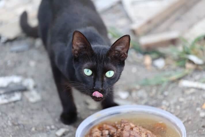 Alimentation du chat