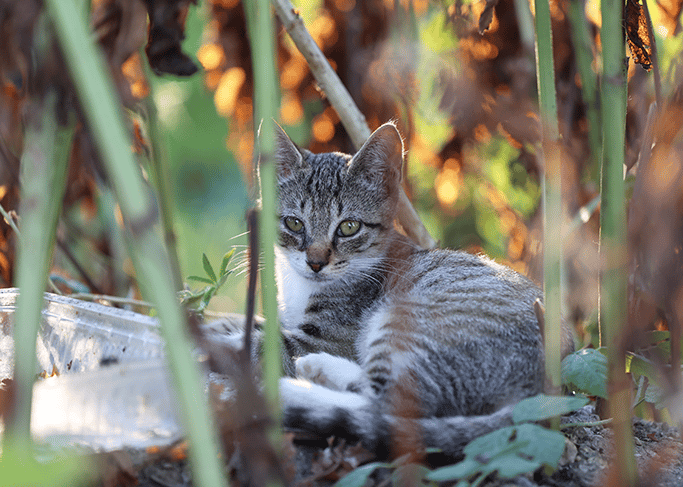 Une mission pour participer à la stérilisation et à l’identification des chats errants, un véritable enjeu de protection animale