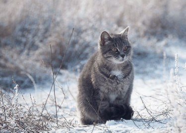Nos conseils pour l’hiver avec votre chat
