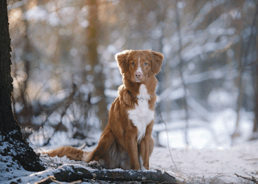 Nos conseils pour l’hiver avec votre chien