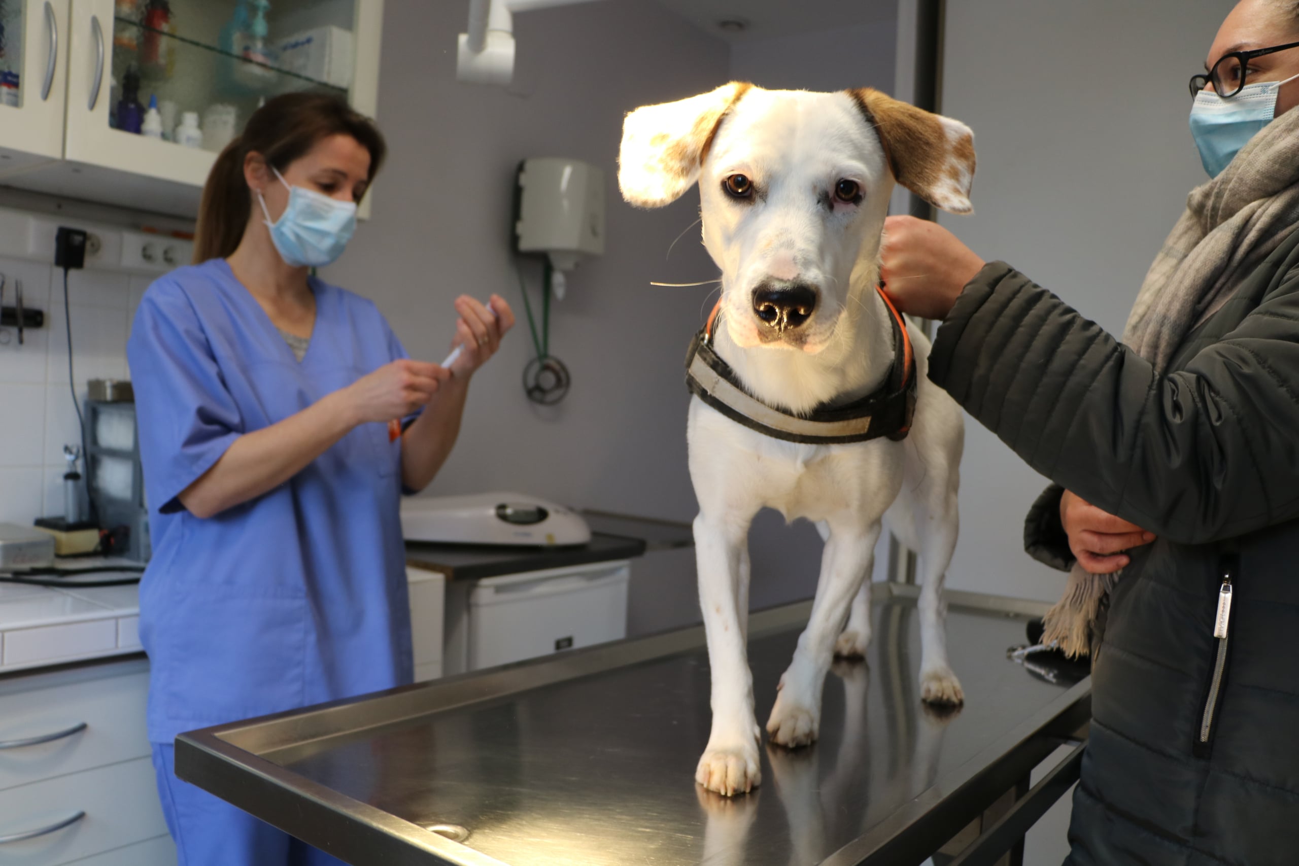 Santé et hygiène du chien