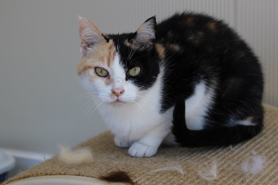 Chat perte de poils comment y remédier ? l La SPA