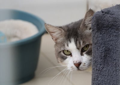 Comment attirer un chat dans sa litière : conseils, trucs et astuces