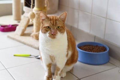 Mon chat ne touche plus à sa gamelle