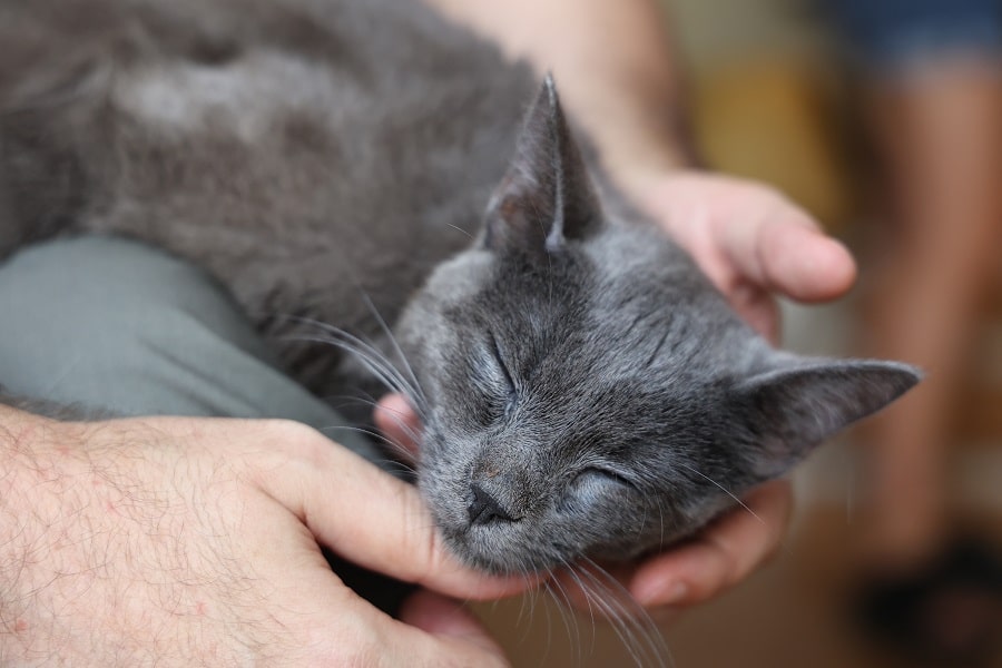 Le ronronnement chez le chat - Clinique vétérinaire Onevet