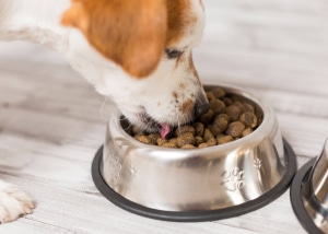 Alimentation du chien - chien qui mange des croquettes dans sa gamelle