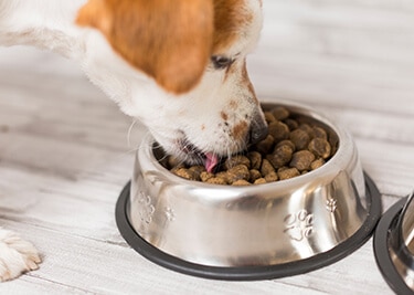 Alimentation du chien