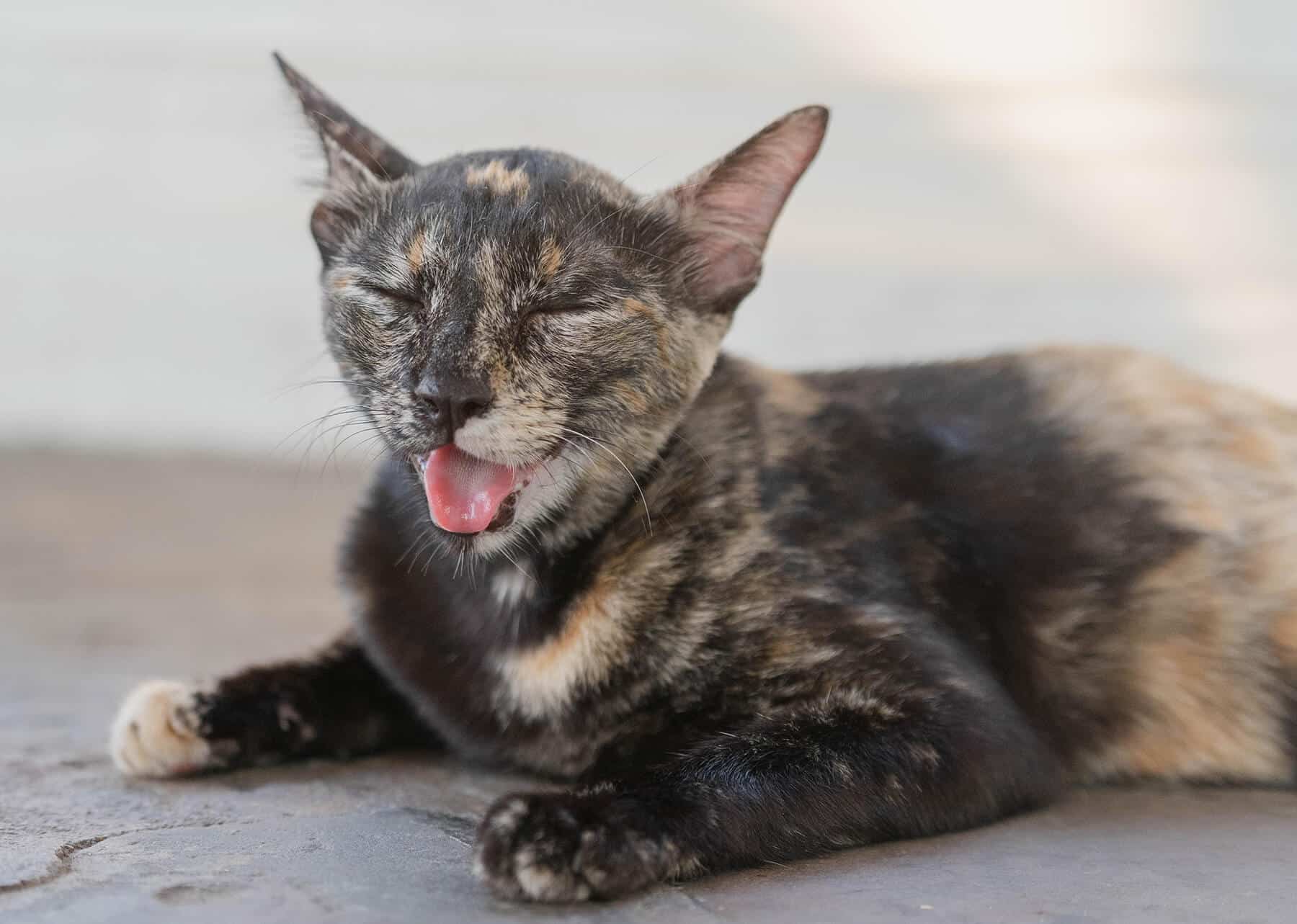 Protéger son chat lors des fortes chaleurs LA SPA