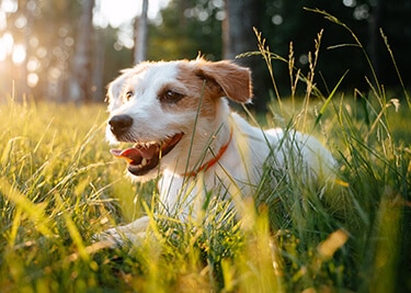Conseils pour protéger votre chien pendant la canicule et les fortes chaleurs